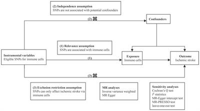 Evaluation of the causal effects of immune cells on ischemic stroke: a Mendelian randomization study